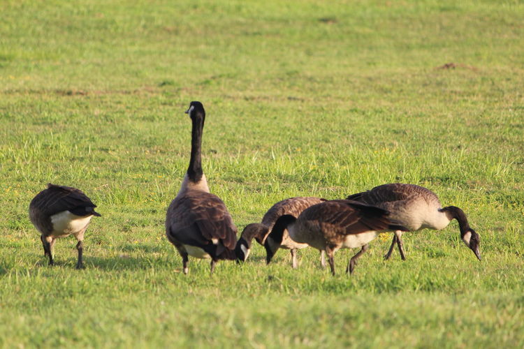 Geese walking in a field