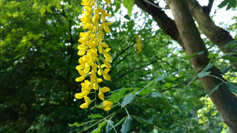 Close-up of yellow flowering plant