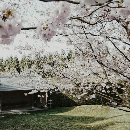 Cherry blossoms in spring