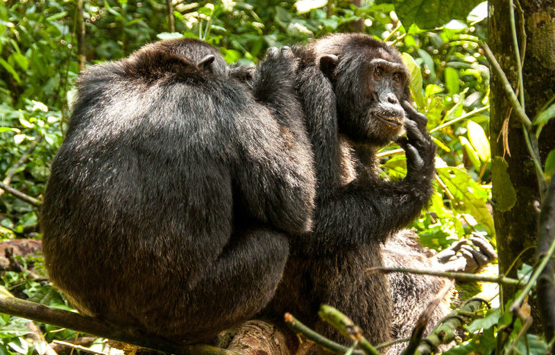 Gorillas relaxing in forest
