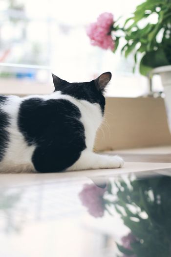 Close-up of cat