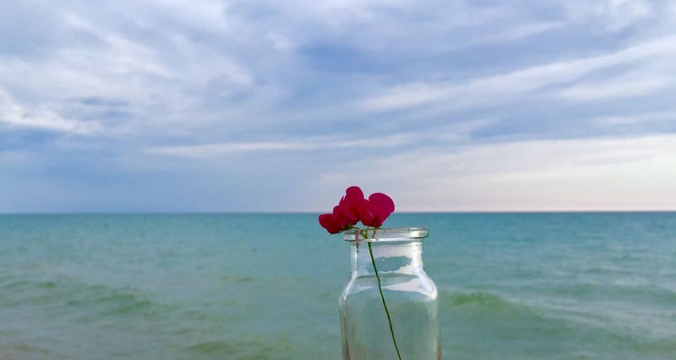 Close-up of red flower on beach against sky