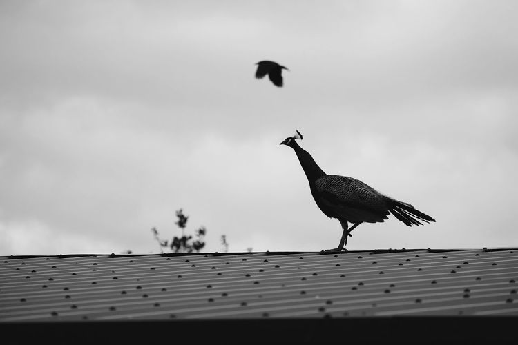 Low angle view of peahen on roof against sky