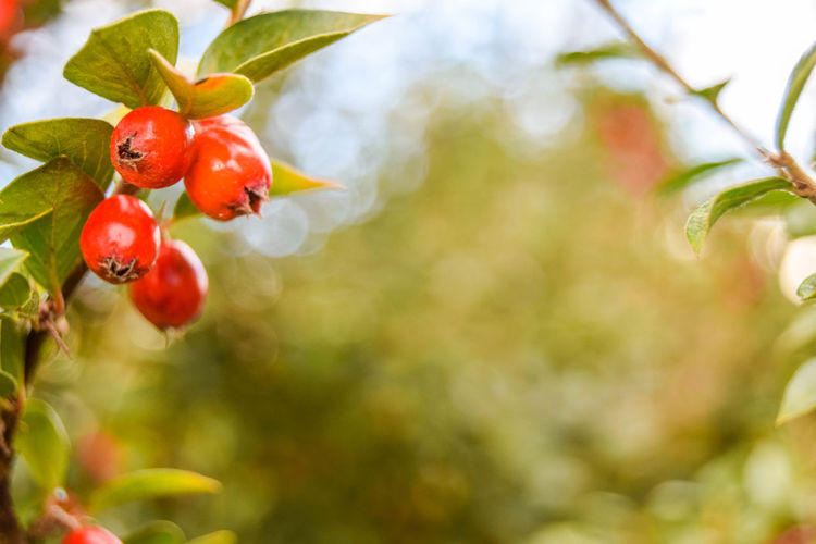 Close-up of red rowan berries on tree