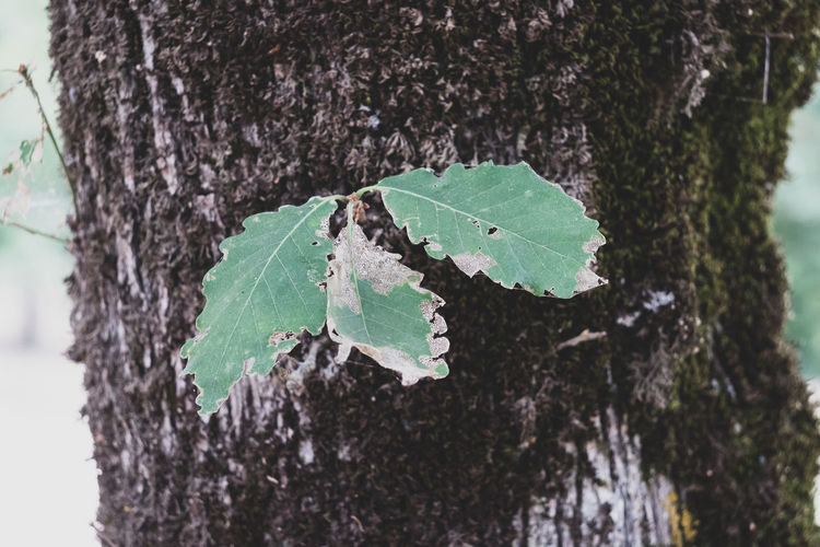 Close-up of leaves on tree trunk