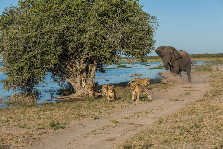 African elephant chasing lion cubs