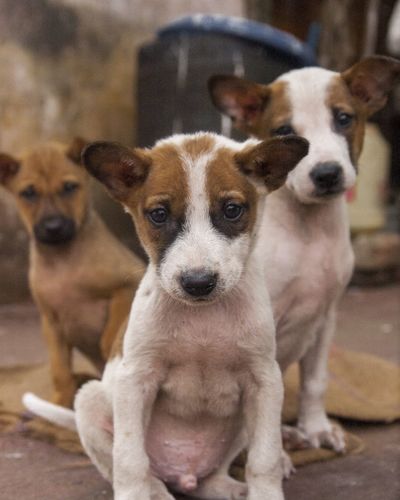 Close-up of dogs sitting on floor