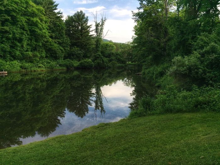 Reflection of trees in lake