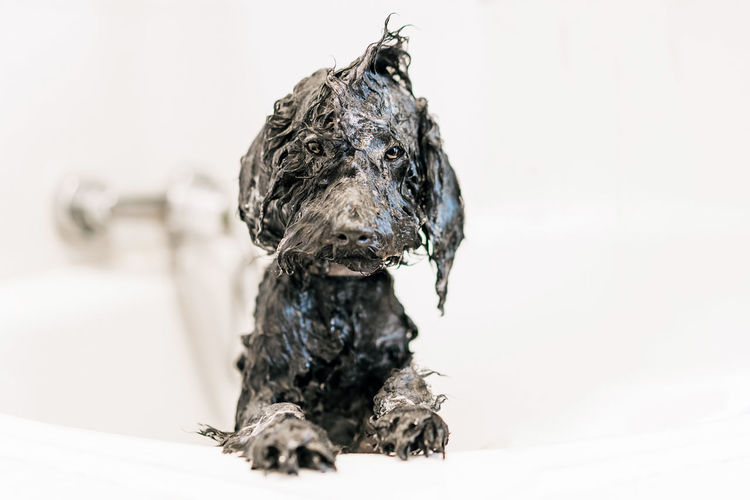 Wet fluffy dog in shower after haircut in vet clinic against white background