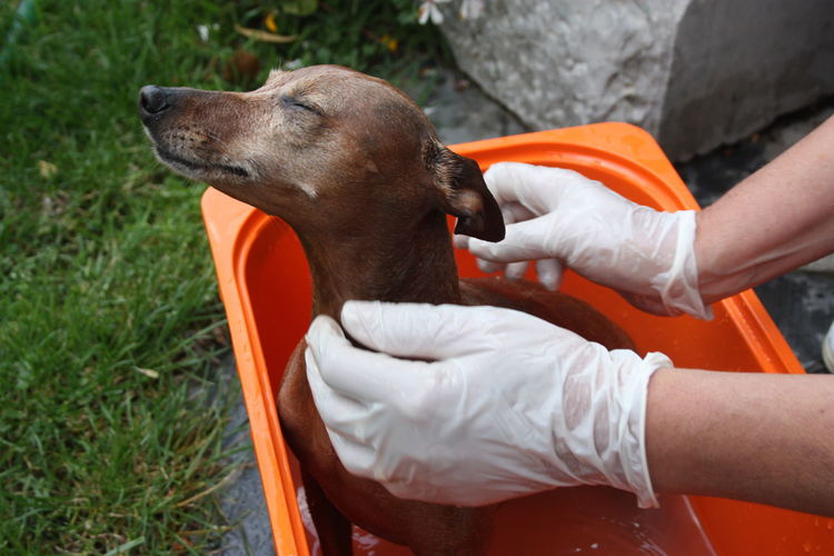 Canine grooming of a brown pinscher puppy dog in an orange tub