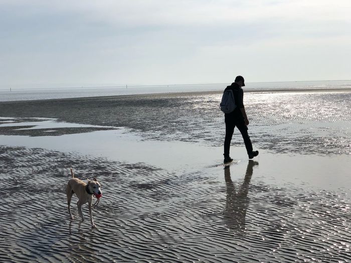 Full length of dog walking on beach
