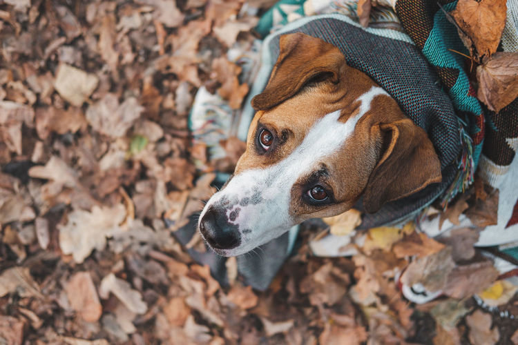 High angle portrait of dog wrapped in blanket sitting on land