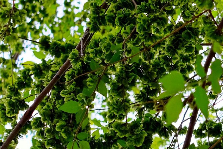 Low angle view of trees