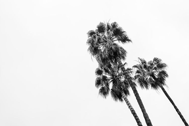 Low angle view of palm tree against clear sky