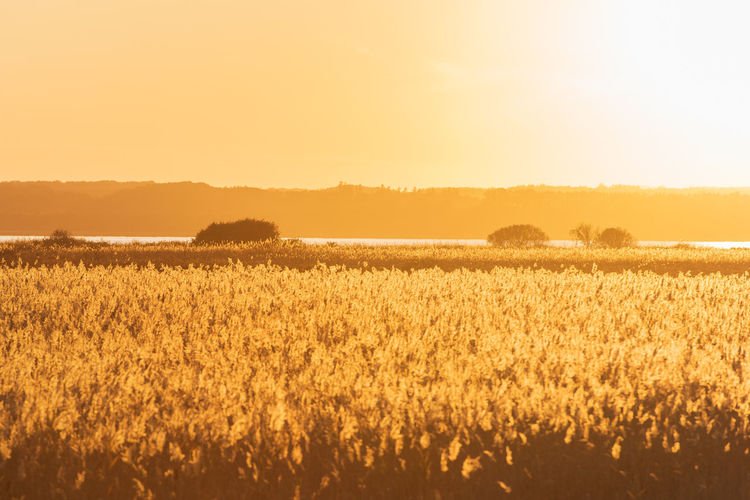 Scenic view of field against sky during sunset