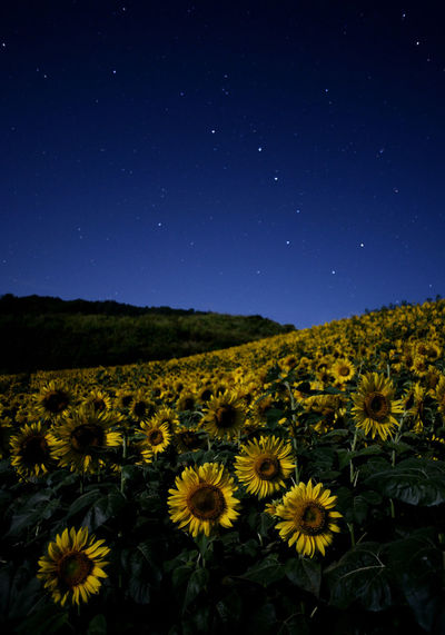 Scenic view of sunflower field against sky at night