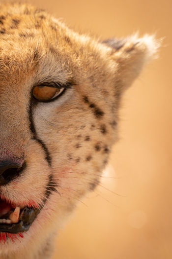 Close-up portrait of cheetah with blood