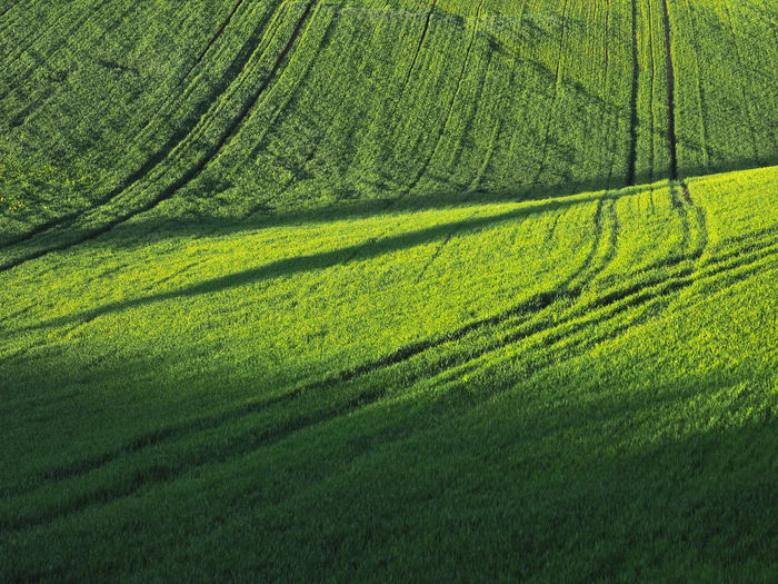 Scenic view of agricultural field