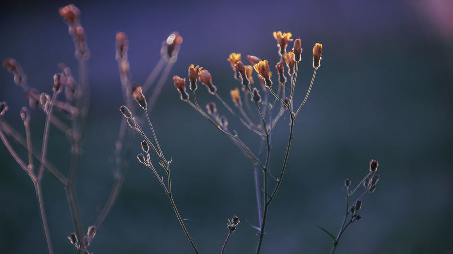 Close-up of flowering plants on field