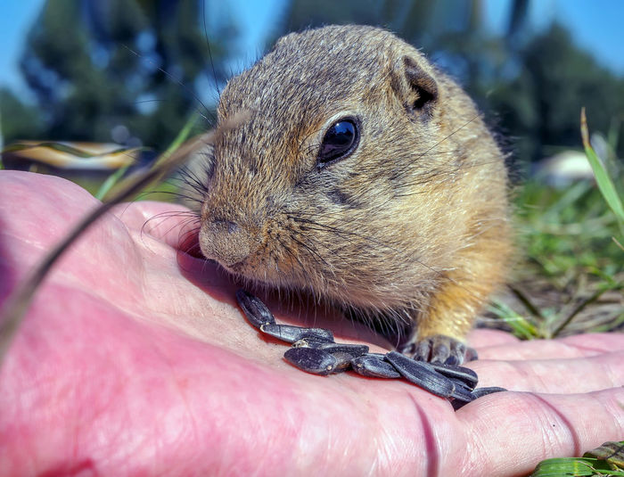 Feeding gophers by human at wild nature. gopher is eating from human hand.
