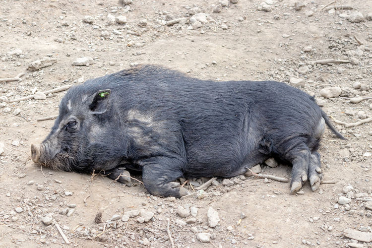 High angle view of animal lying on field