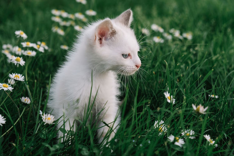 Baby cat outdoor. cute fluffy baby cat in green grass and flowers