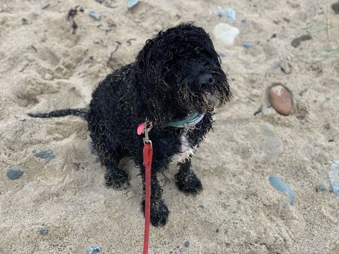Close-up of a dog on sand