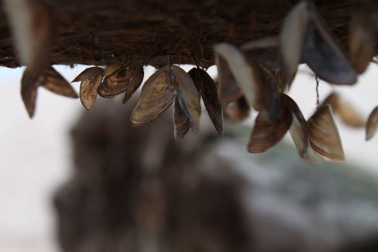 Mussels hanging on wood
