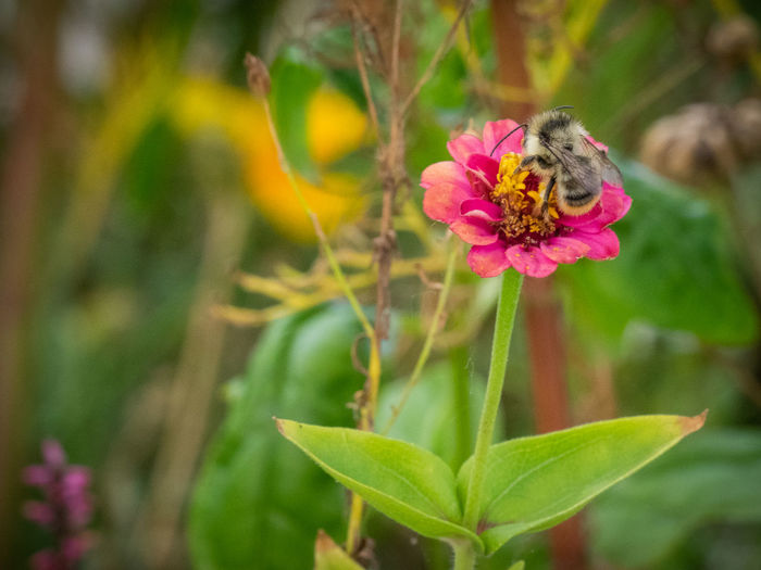 Close-up of honey bee on pink flowering plant