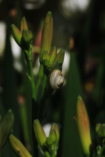 Close-up of snail on plant