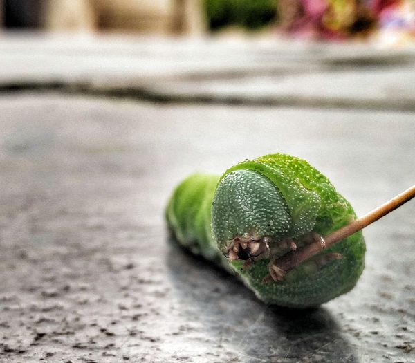 Close-up of green caterpillar