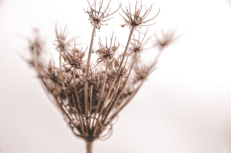 Close-up of dried plant against white background