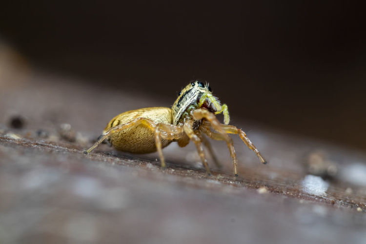 A beautiful macro-photo of  a jumping spider on wood