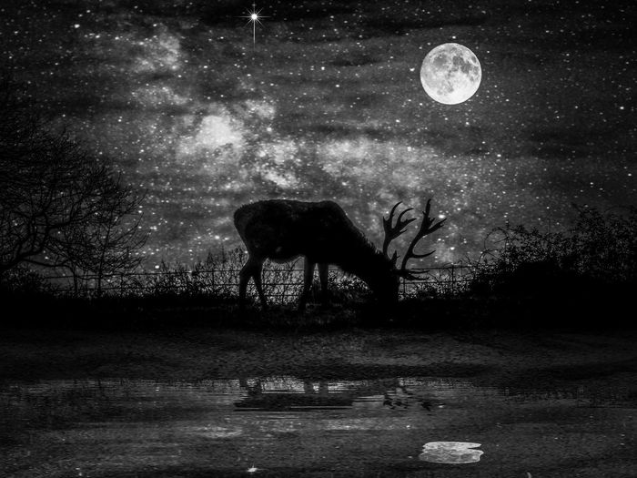 Digital composite image of deer on field