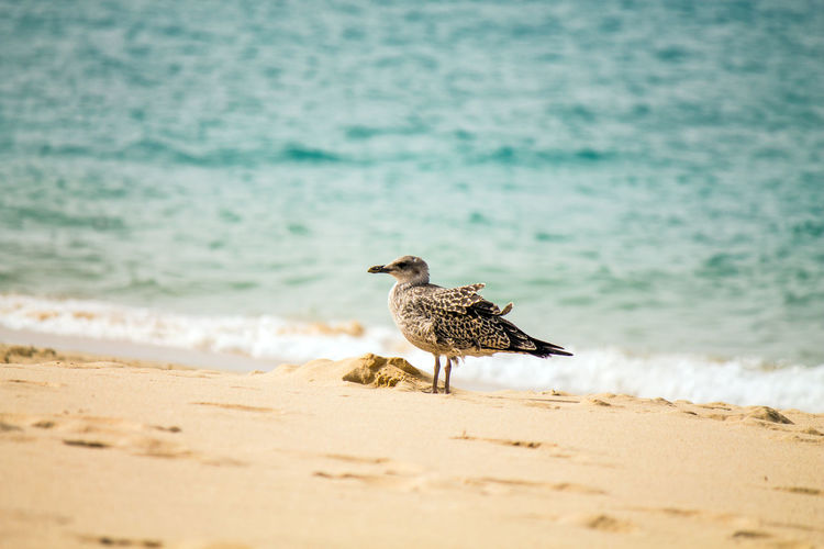 Young seagull on a beach