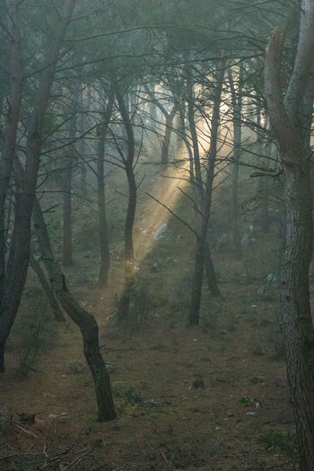 View of trees in forest
