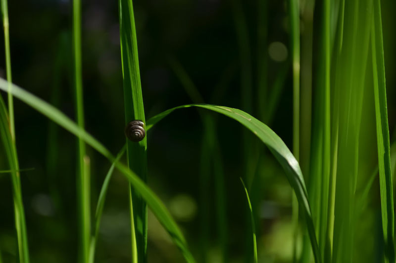 Close-up of grasshopper on grass