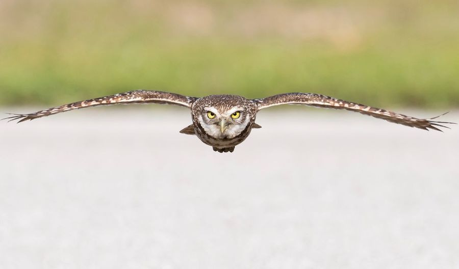 Close-up portrait of owl