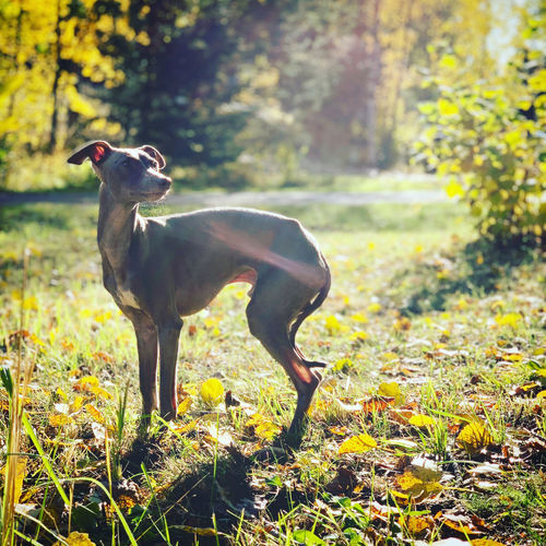 Dog standing in a field