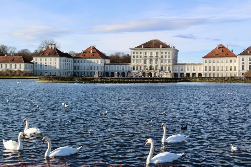 Swans swimming in lake against buildings