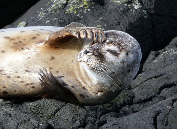 Close-up of seal on rocks