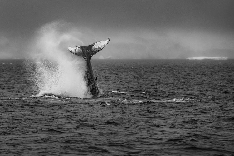 Black and white image of a humpback whale breaching the surface, outside the antarctic peninsula.