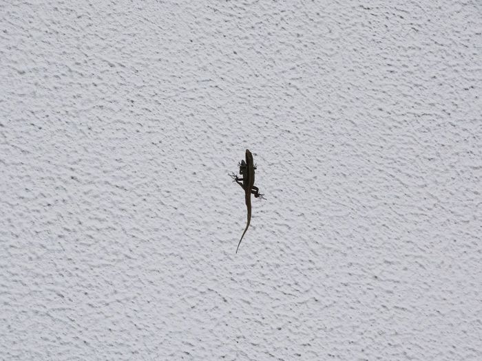 Lizard on white wall during sunny day