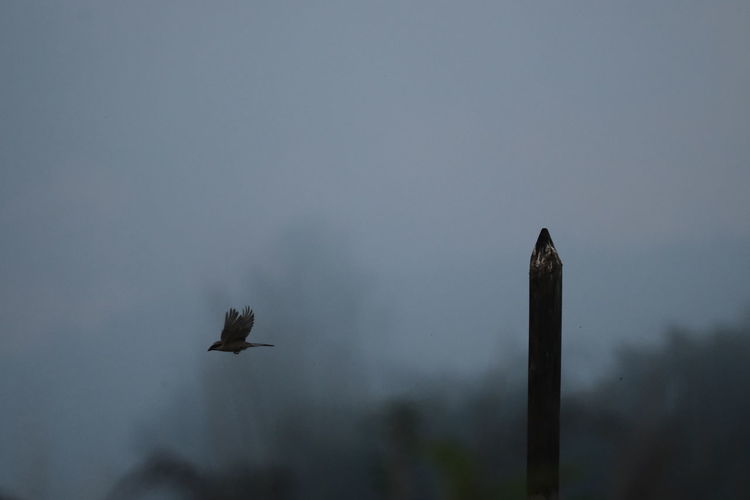 Low angle view of bird flying in sky