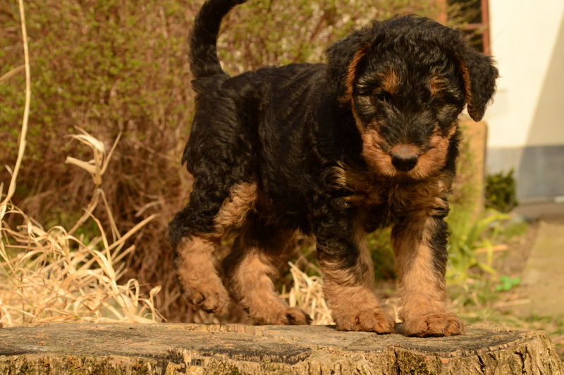 Airedale terrier puppy in back yard