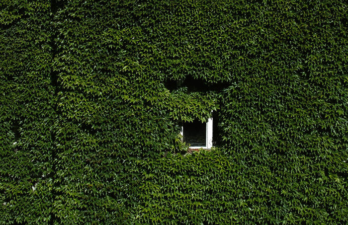 Full frame shot of ivy growing on building exterior