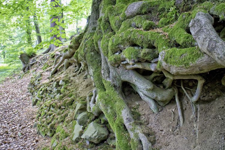 Close-up of roots on tree trunk