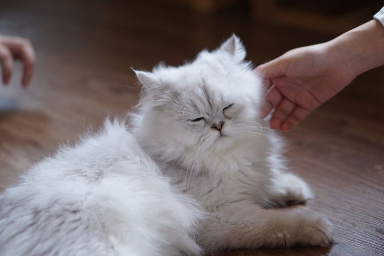 Full length of hand holding white cat