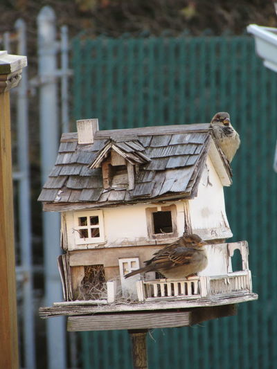 Close-up of sparrow perching on birdhouse