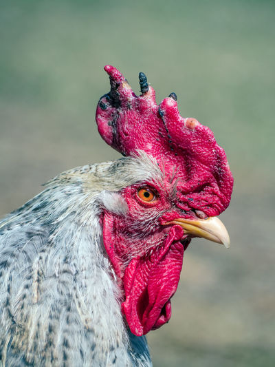 Close-up of rooster against sky